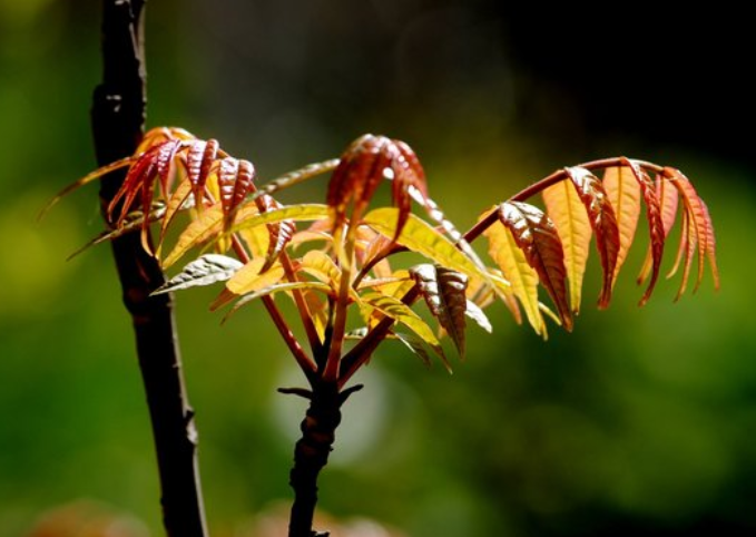 盘点最“难吃”的5种农产品,你要全都喜欢,就给你点个“赞”!