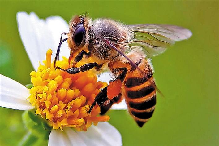 新知 蜜蜂用4个神经细胞就能数数