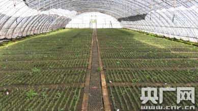 青海省在苗木发展下足功夫 建成各类苗圃10840公顷