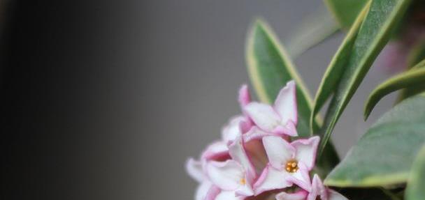 养护的金边瑞香长花苞了，这时候养护很重要，避免掉花苞的情况