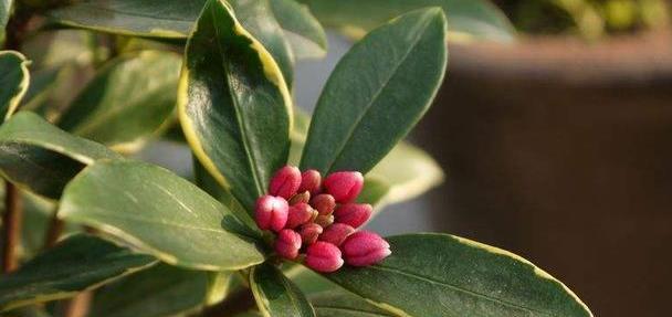 养护的金边瑞香长花苞了，这时候养护很重要，避免掉花苞的情况