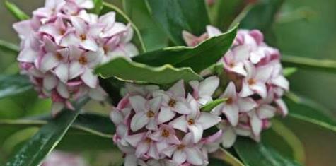 养护的金边瑞香长花苞了，这时候养护很重要，避免掉花苞的情况