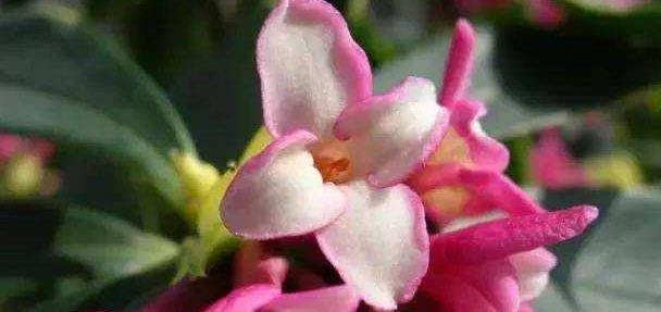 养护的金边瑞香长花苞了，这时候养护很重要，避免掉花苞的情况