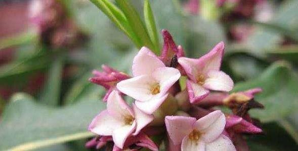 养护的金边瑞香长花苞了，这时候养护很重要，避免掉花苞的情况