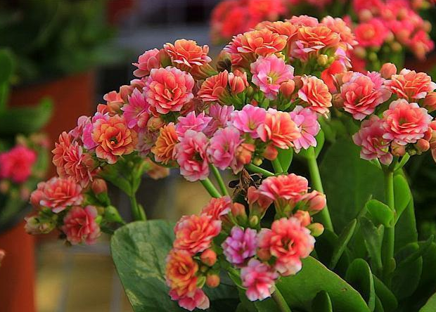 养花花期长的多肉,开花漂亮名字不一般,养护起来不算很难