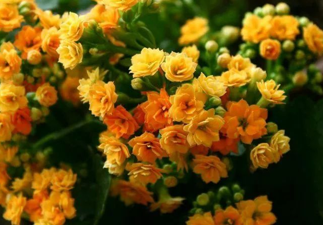 养花花期长的多肉,开花漂亮名字不一般,养护起来不算很难