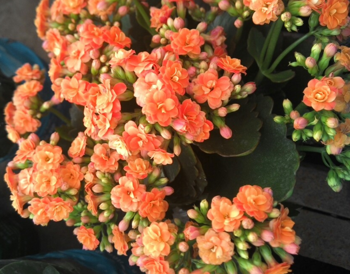 养花花期长的多肉,开花漂亮名字不一般,养护起来不算很难