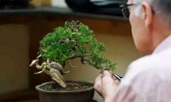 山水盆景摆放小配件有讲究，你雕刻的盆景刚好需要这神来之笔