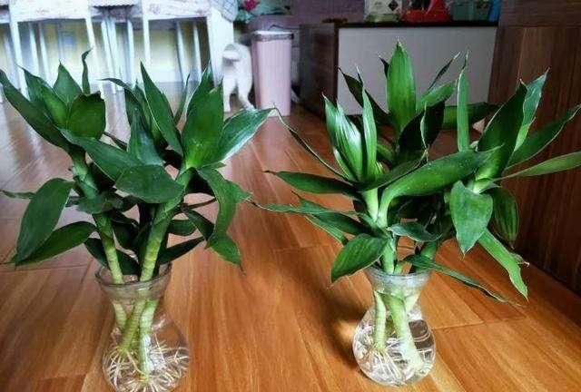 10月网购富贵竹？这样处理更有效，3点养护不能少，不然很难过冬