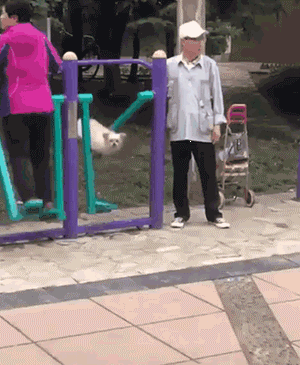 会玩健身器材的狗，一看就是爷爷奶奶带大的