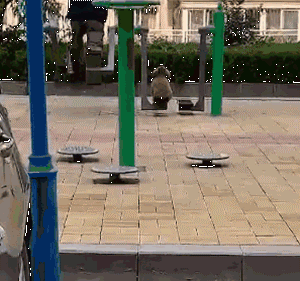 会玩健身器材的狗，一看就是爷爷奶奶带大的