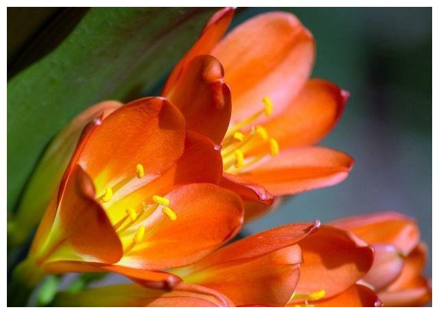 君子兰马上到花期,养护小技巧,不能不知道