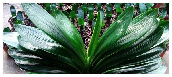 君子兰马上到花期,养护小技巧,不能不知道