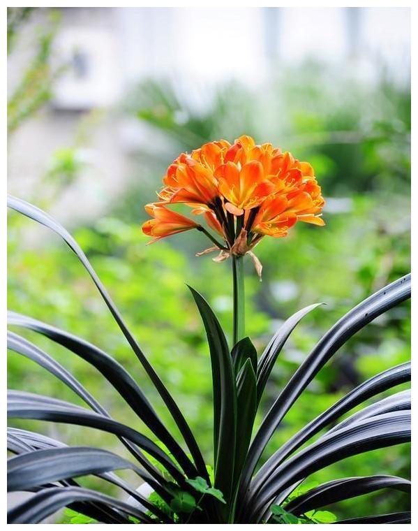 君子兰马上到花期,养护小技巧,不能不知道