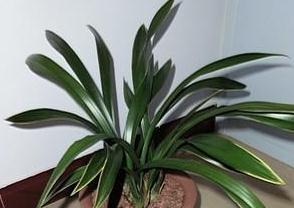 兰花叶艺知多少？养护叶艺兰有何特别处？
