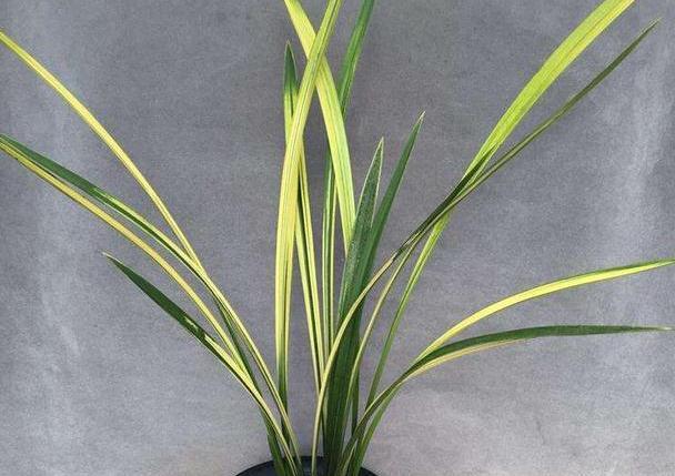 兰花叶艺知多少？养护叶艺兰有何特别处？