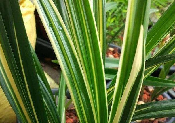 兰花叶艺知多少？养护叶艺兰有何特别处？