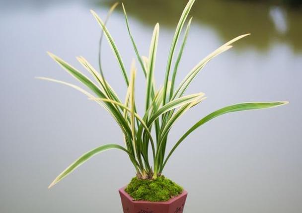 兰花叶艺知多少？养护叶艺兰有何特别处？