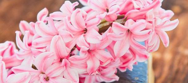 哪些木本花卉在春天开花？