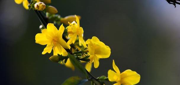 哪些木本花卉在春天开花？