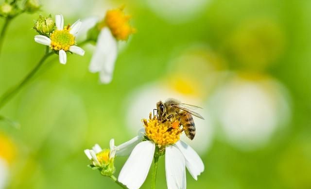 蜜蜂什么花蜜都采,为什么蜂蜜还要分为不同的蜂蜜?真相在这里