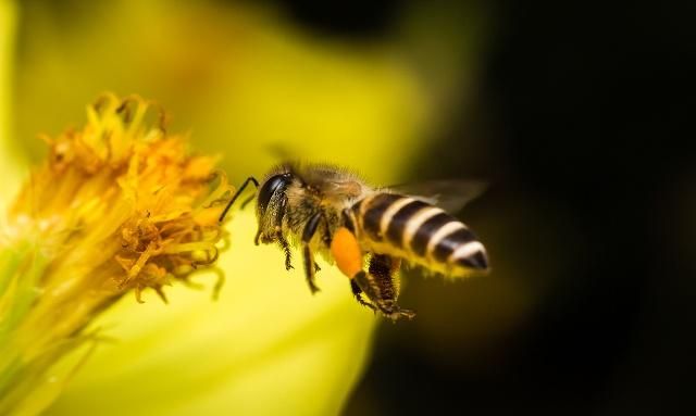 蜜蜂什么花蜜都采,为什么蜂蜜还要分为不同的蜂蜜?真相在这里