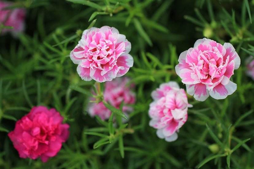 此花花量大,长势茂盛,开花在夏季,很受人们喜欢养护