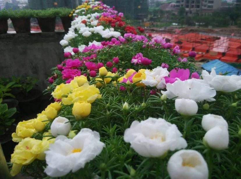 此花花量大,长势茂盛,开花在夏季,很受人们喜欢养护