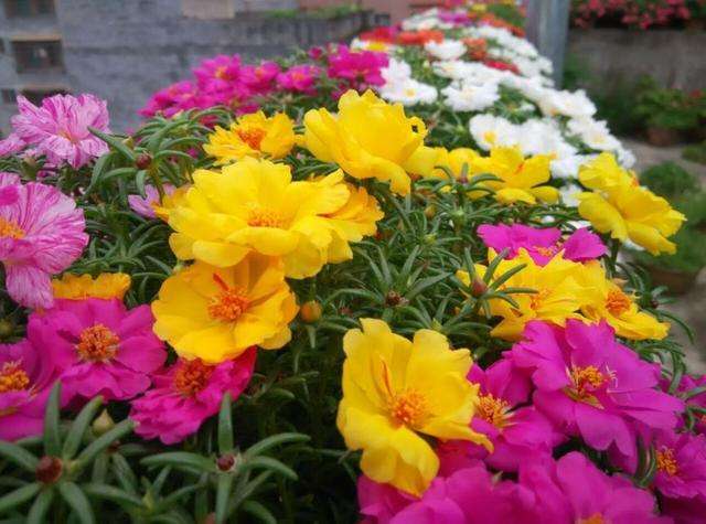 此花花量大,长势茂盛,开花在夏季,很受人们喜欢养护