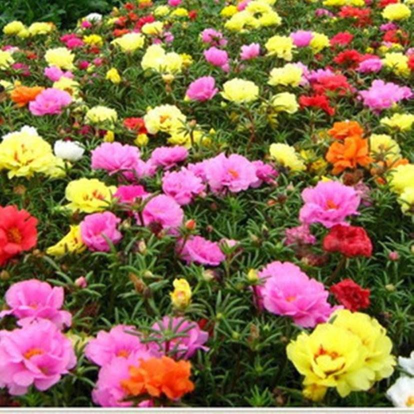 此花花量大,长势茂盛,开花在夏季,很受人们喜欢养护