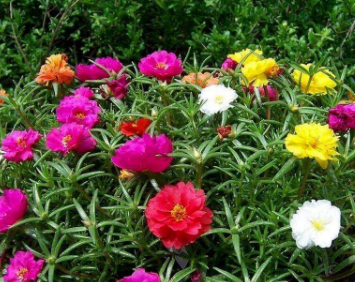 此花花量大,长势茂盛,开花在夏季,很受人们喜欢养护