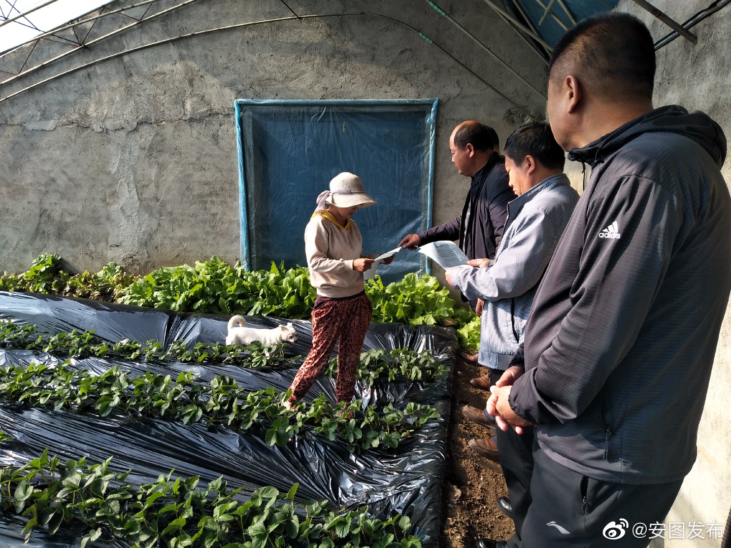 严格把控农药的使用规范保障群众的饮食安全