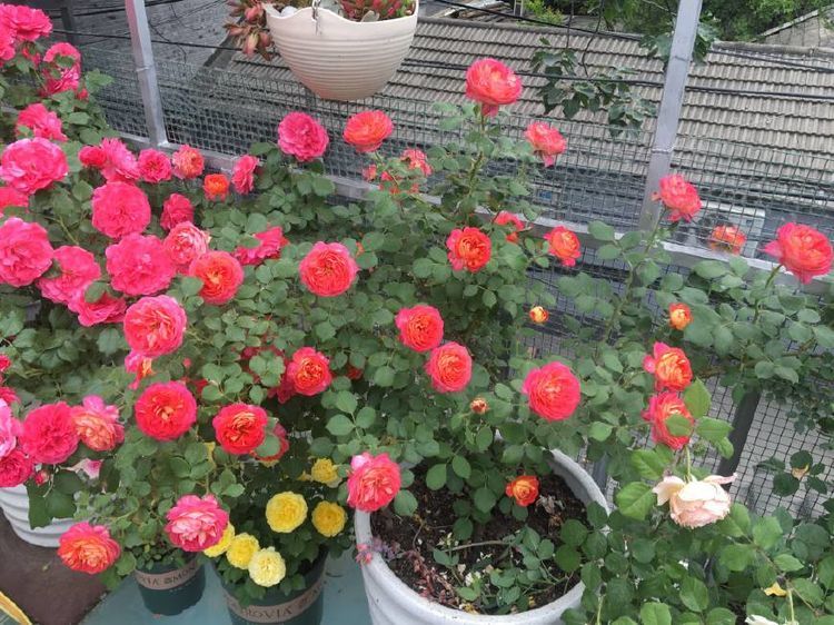 值得入手的藤本植物,养护容易,一花双色,四季开花,阳台变花园