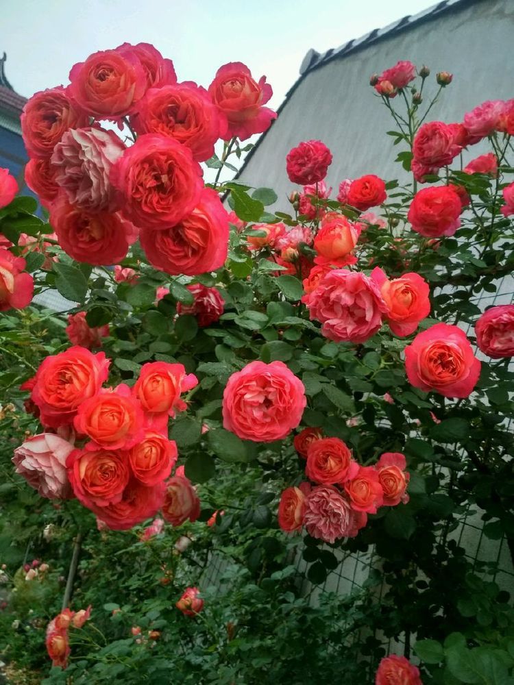 值得入手的藤本植物,养护容易,一花双色,四季开花,阳台变花园