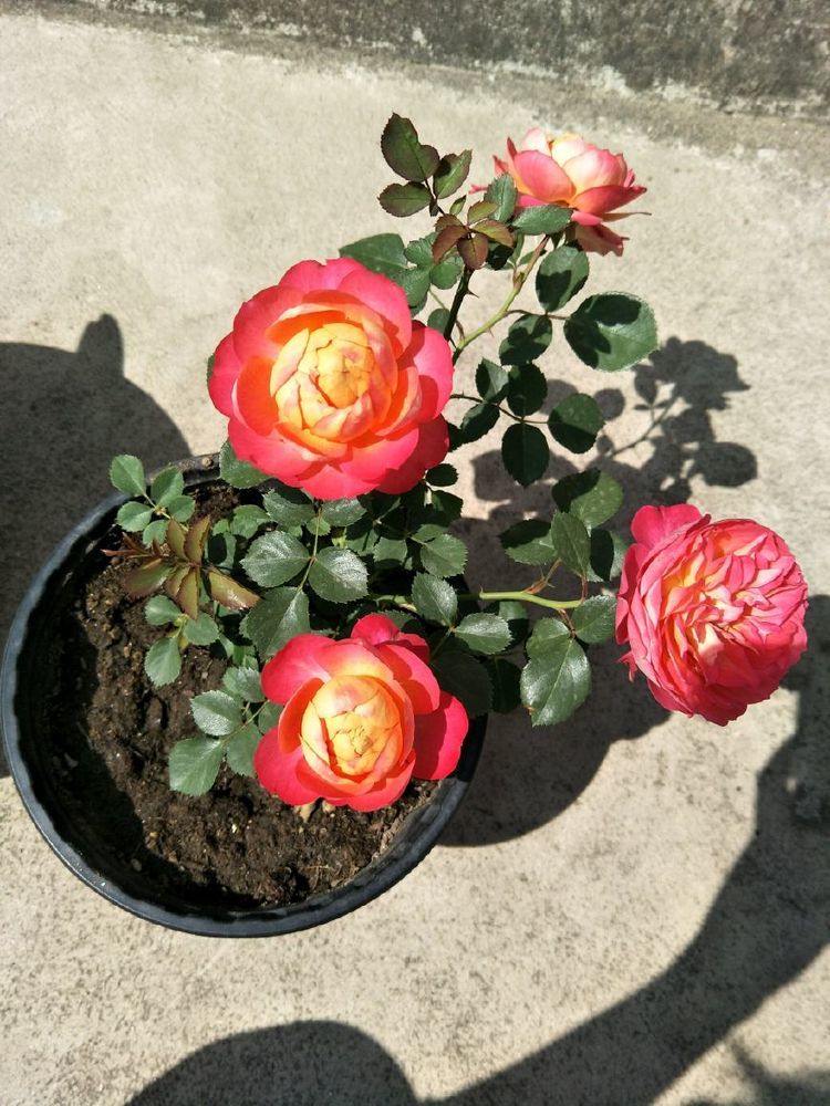 值得入手的藤本植物,养护容易,一花双色,四季开花,阳台变花园