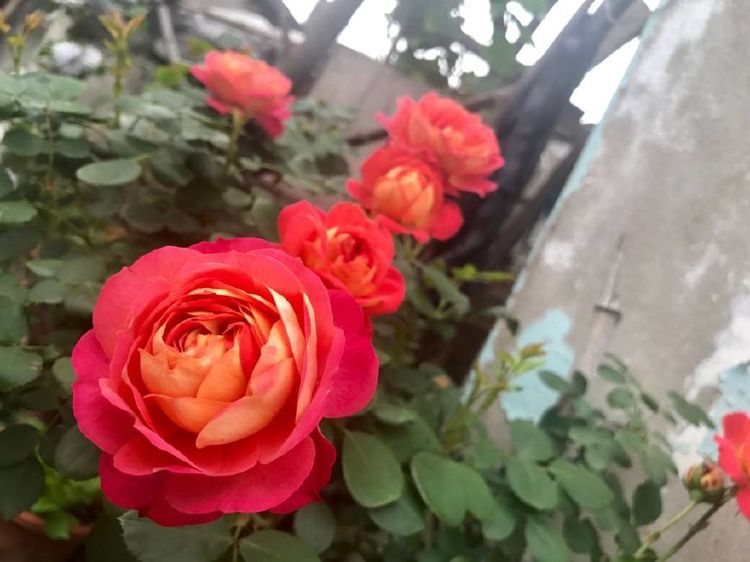 值得入手的藤本植物,养护容易,一花双色,四季开花,阳台变花园