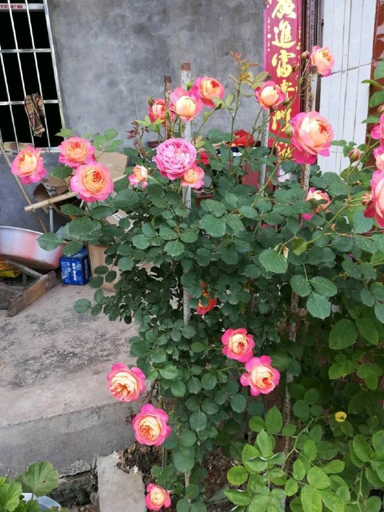 值得入手的藤本植物,养护容易,一花双色,四季开花,阳台变花园