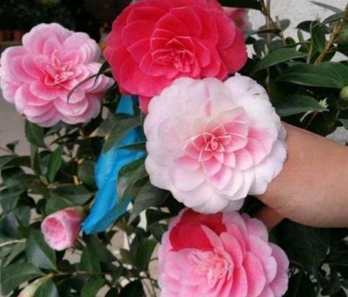 花卉到了花期不开花，来点催花“粉末”，两种方法半个月冒花苞