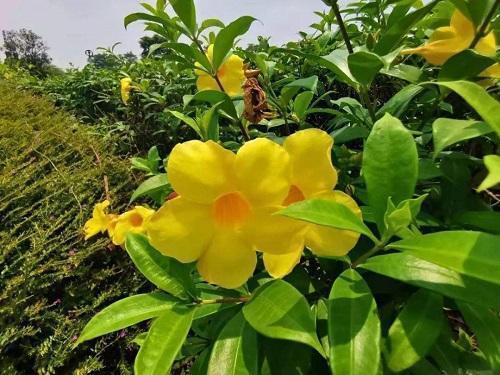花卉到了花期不开花，来点催花“粉末”，两种方法半个月冒花苞