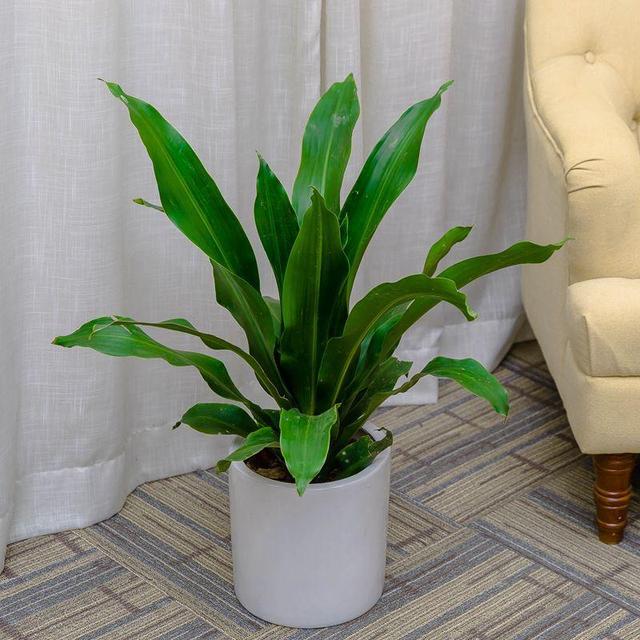 一种少见的观叶绿植,名字奇怪养护却简单,知道的人很少