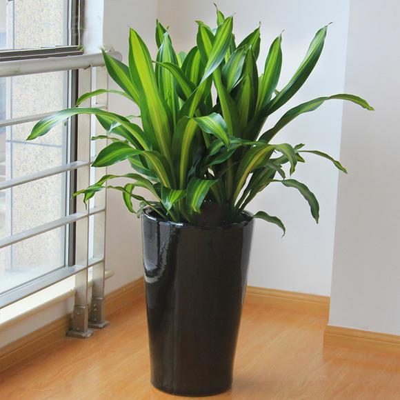 一种少见的观叶绿植,名字奇怪养护却简单,知道的人很少