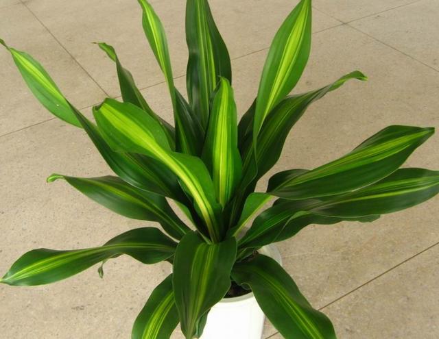 一种少见的观叶绿植,名字奇怪养护却简单,知道的人很少