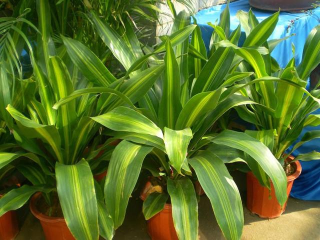 一种少见的观叶绿植,名字奇怪养护却简单,知道的人很少