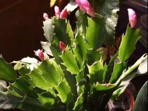 家中养护“蟹爪兰”,明年注意几个关键点,叶子肥厚花色鲜艳