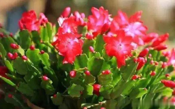 家中养护“蟹爪兰”,明年注意几个关键点,叶子肥厚花色鲜艳