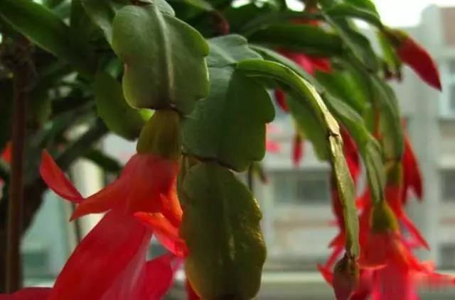 家中养护“蟹爪兰”,明年注意几个关键点,叶子肥厚花色鲜艳