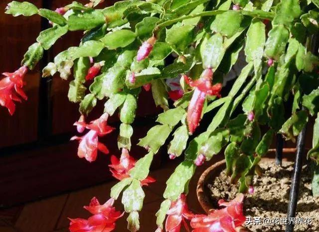 家中养护“蟹爪兰”,明年注意几个关键点,叶子肥厚花色鲜艳