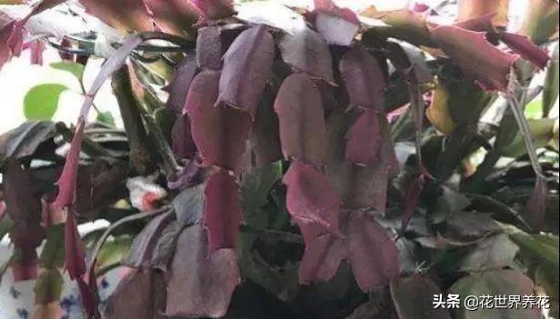 家中养护“蟹爪兰”,明年注意几个关键点,叶子肥厚花色鲜艳