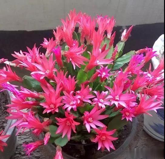 家中养护“蟹爪兰”,明年注意几个关键点,叶子肥厚花色鲜艳