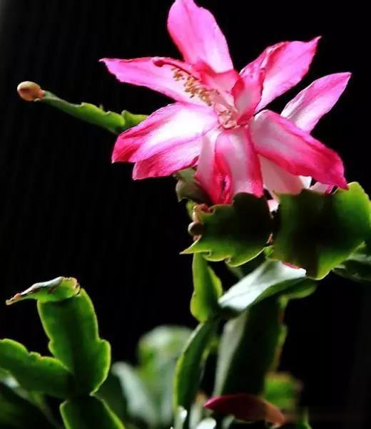 家中养护“蟹爪兰”,明年注意几个关键点,叶子肥厚花色鲜艳